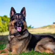 7 Best Dog Breeds for Protection in 2025