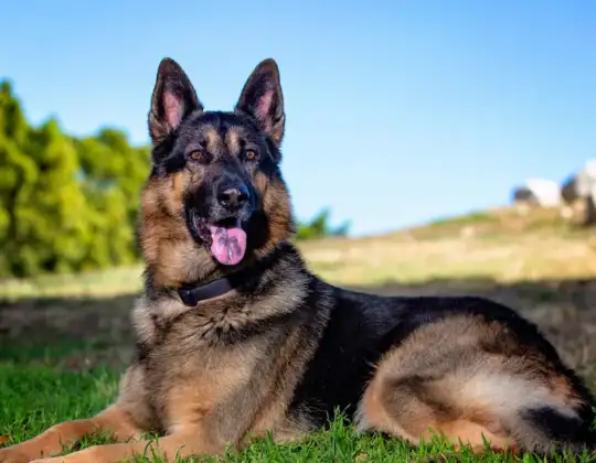 7 Best Dog Breeds for Protection in 2025