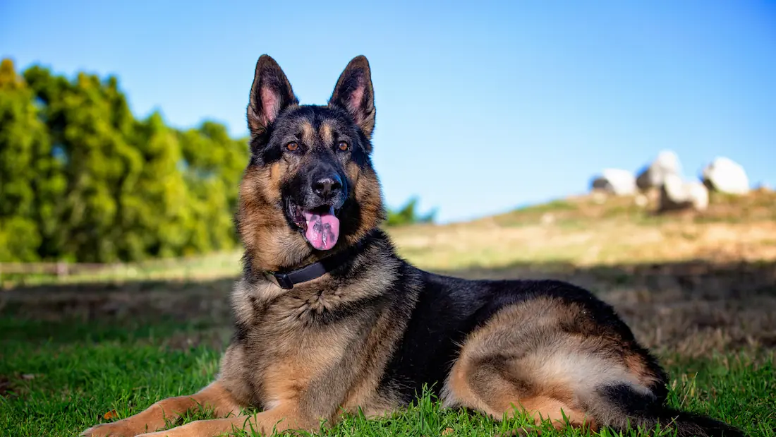 7 Best Dog Breeds for Protection in 2025