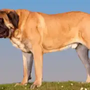 Best Dog Food Brands for Large Dogs: Supporting Joint Health & Nutrition