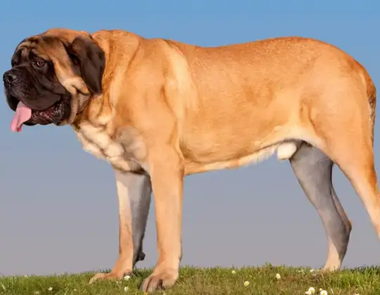 Best Dog Food Brands for Large Dogs: Supporting Joint Health & Nutrition