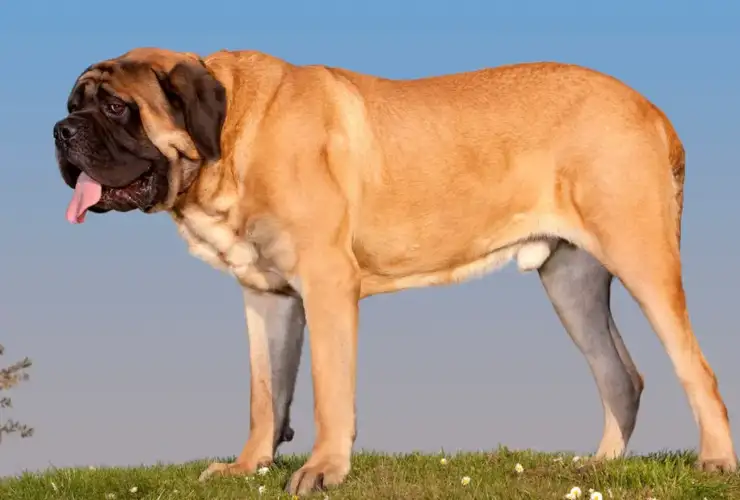 Best Dog Food Brands for Large Dogs: Supporting Joint Health & Nutrition