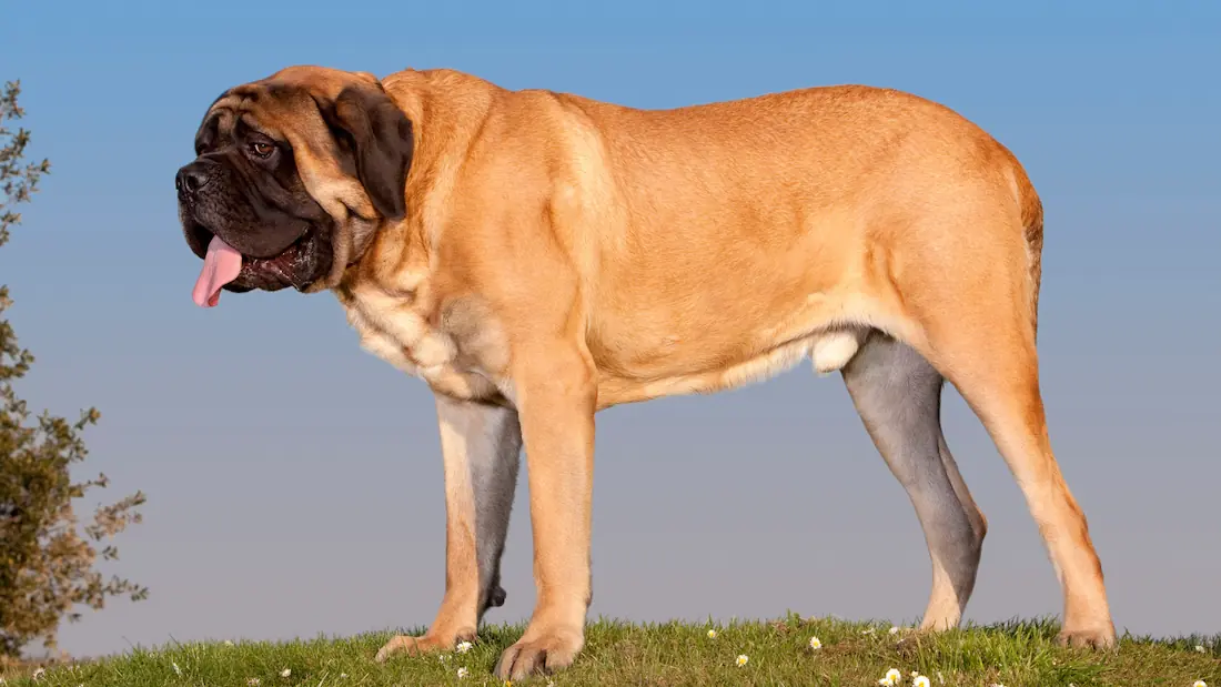 Best Dog Food Brands for Large Dogs: Supporting Joint Health & Nutrition