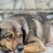 Easing Your Dog’s Discomfort: A Guide to Safe Pain Relief Options