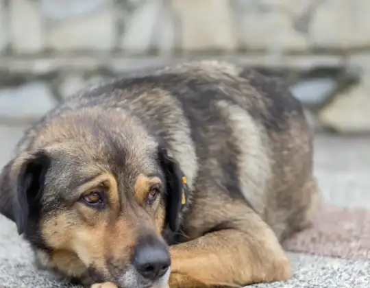 Easing Your Dog’s Discomfort: A Guide to Safe Pain Relief Options