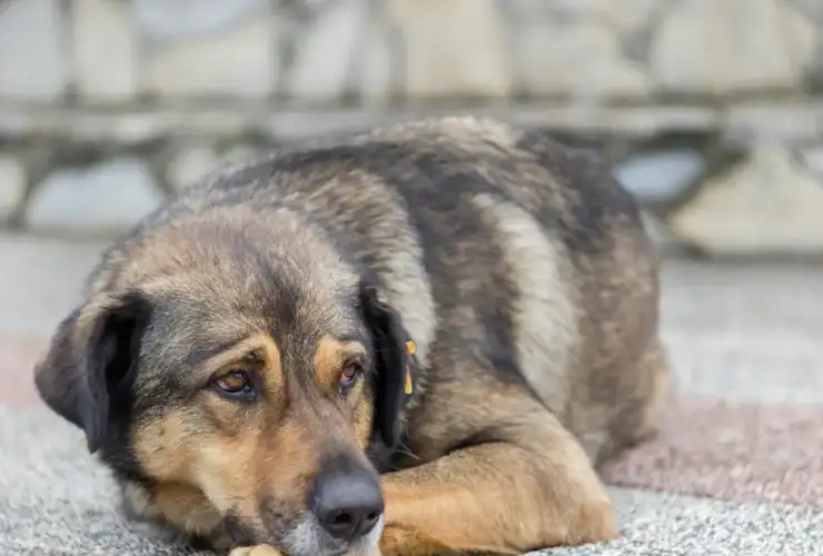Easing Your Dog’s Discomfort: A Guide to Safe Pain Relief Options