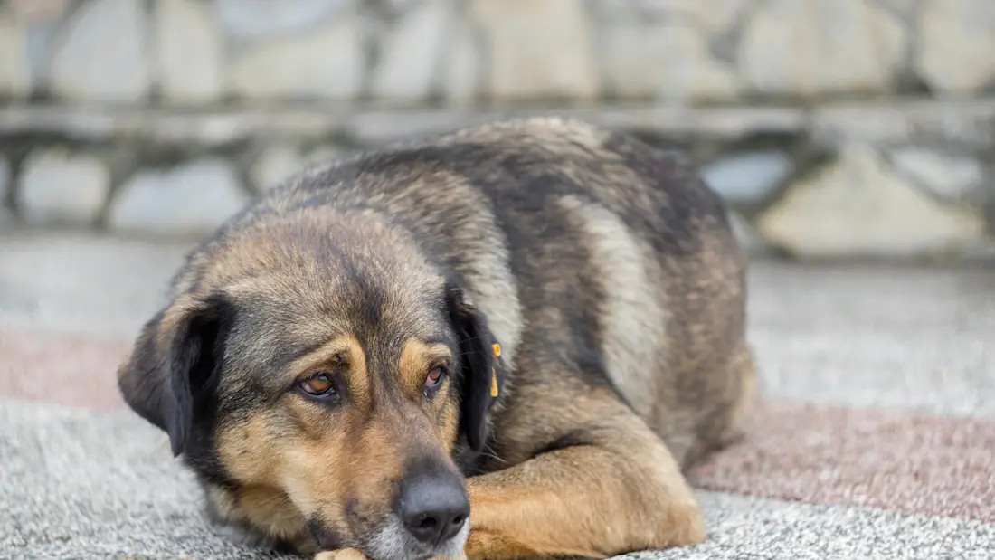 Easing Your Dog’s Discomfort: A Guide to Safe Pain Relief Options