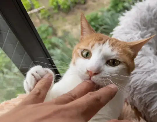 Why does my cat bite me gently out of nowhere?