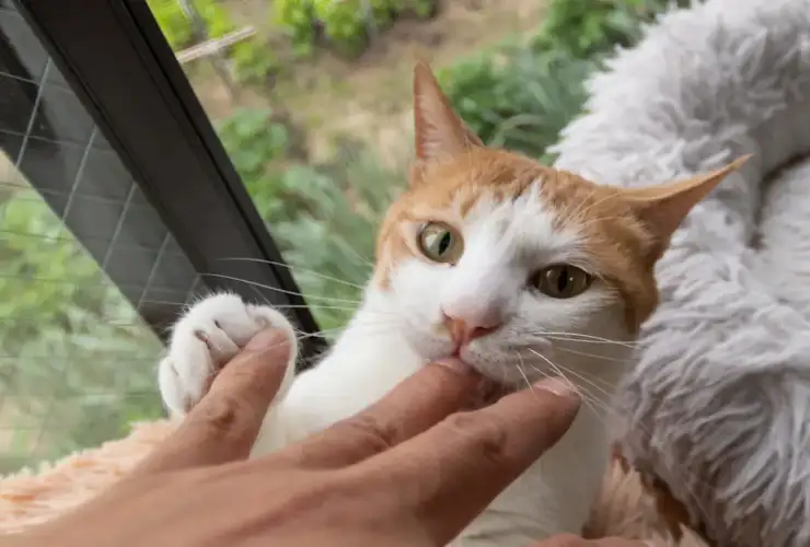 Why does my cat bite me gently out of nowhere?