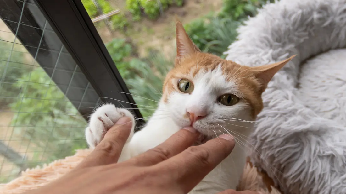 Why does my cat bite me gently out of nowhere?