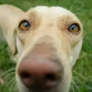 Does Your Dog Have an Eye Infection? Signs and Treatment Options