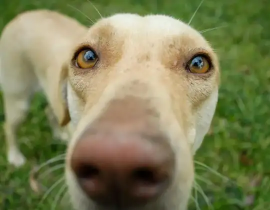 Does Your Dog Have an Eye Infection? Signs and Treatment Options