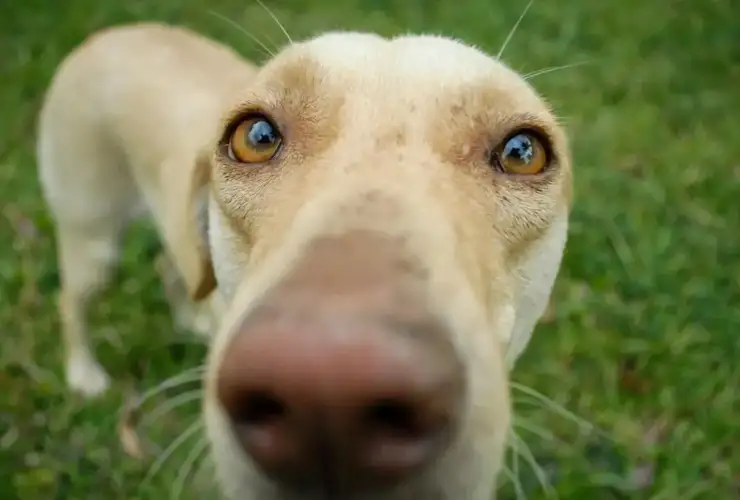 Does Your Dog Have an Eye Infection? Signs and Treatment Options