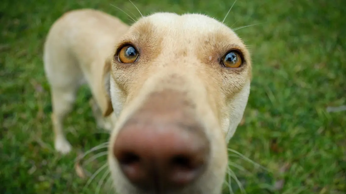 Does Your Dog Have an Eye Infection? Signs and Treatment Options