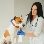 10 Warning Signs of Cancer in Dogs