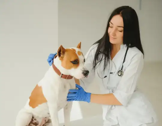 10 Warning Signs of Cancer in Dogs