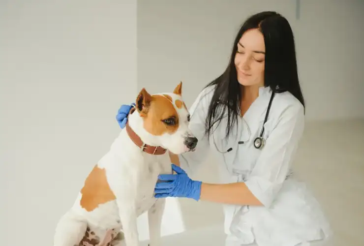 10 Warning Signs of Cancer in Dogs