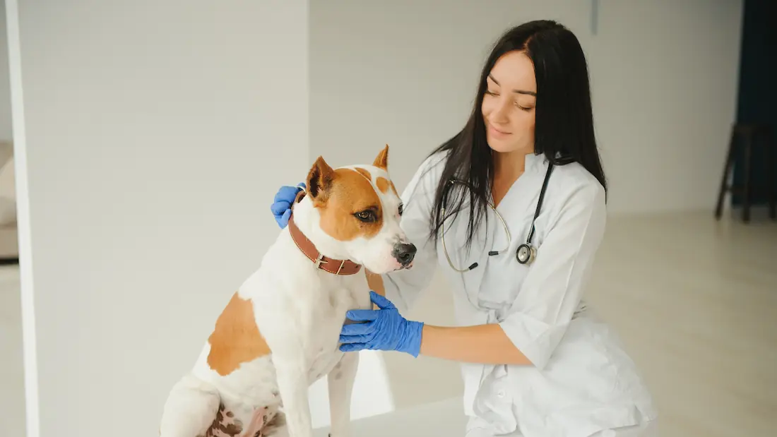 10 Warning Signs of Cancer in Dogs