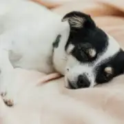 Immediate Action: What to Do When Your Dog Has a Seizure