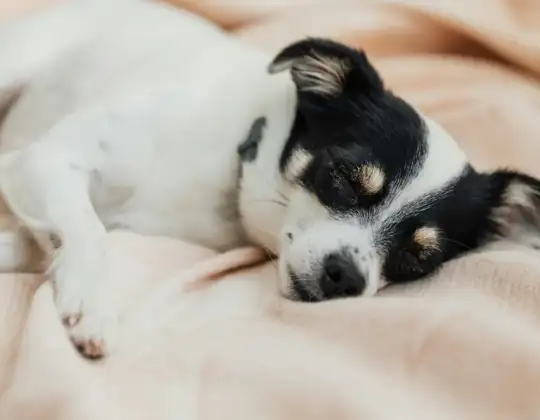 Immediate Action: What to Do When Your Dog Has a Seizure