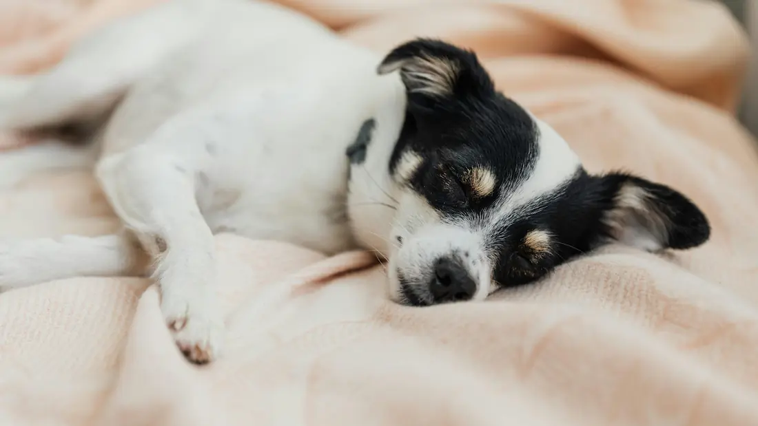 Immediate Action: What to Do When Your Dog Has a Seizure