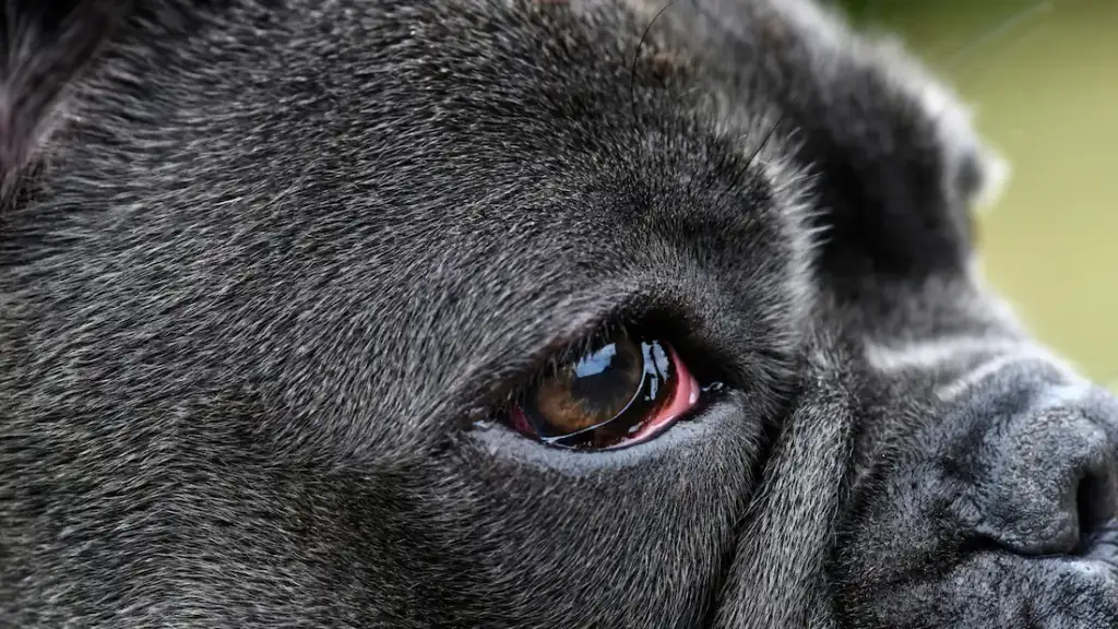 dog eye infection