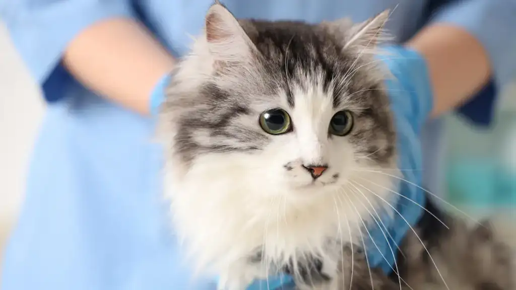 cat at vet's office