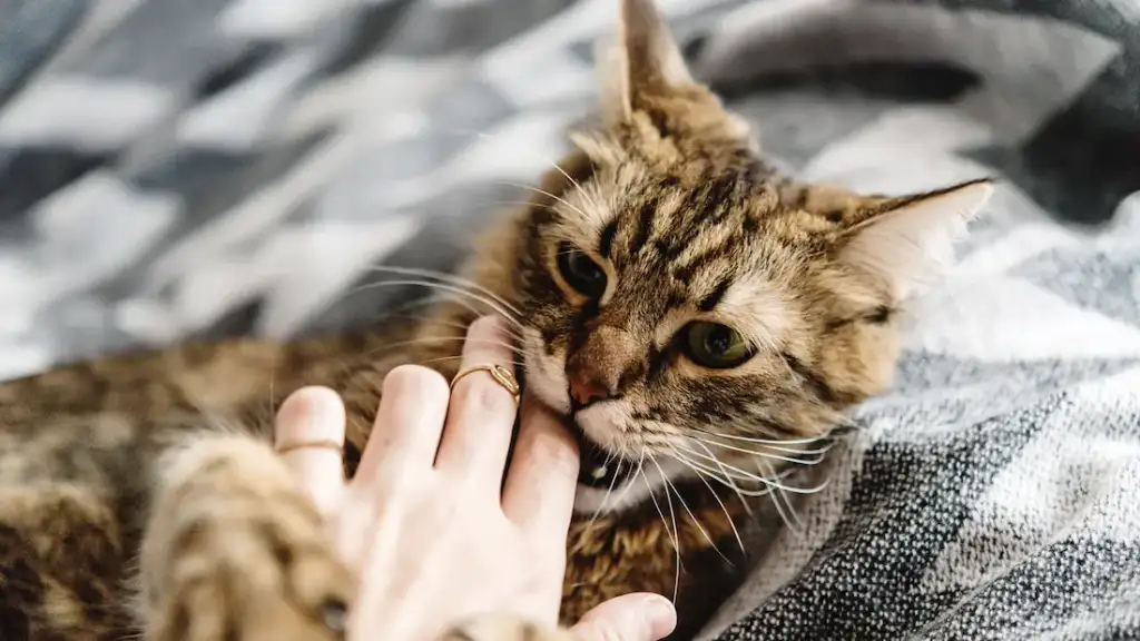 cat biting a human hand