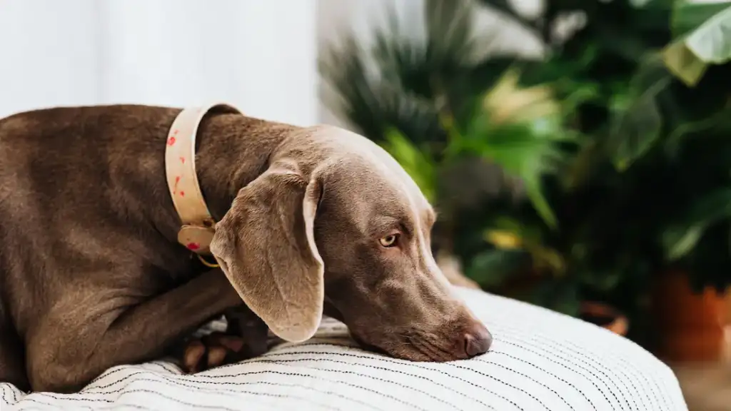 dog laying on a bed after having a seizure