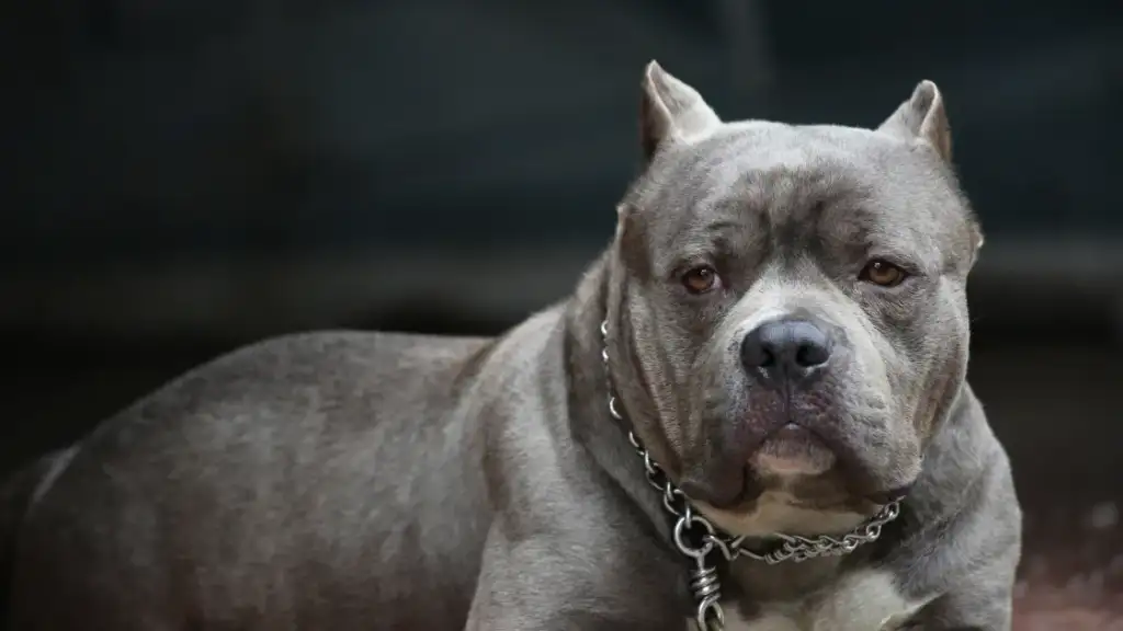 a grey pit bull