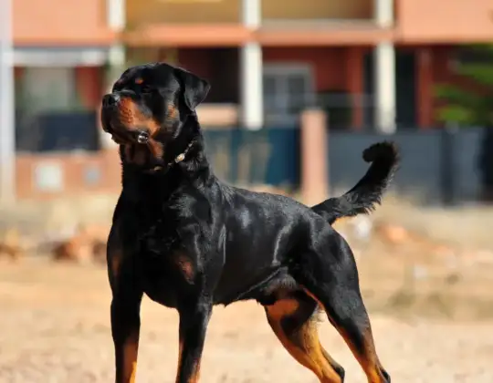 Understanding Aggression: High Drive Dog Breeds