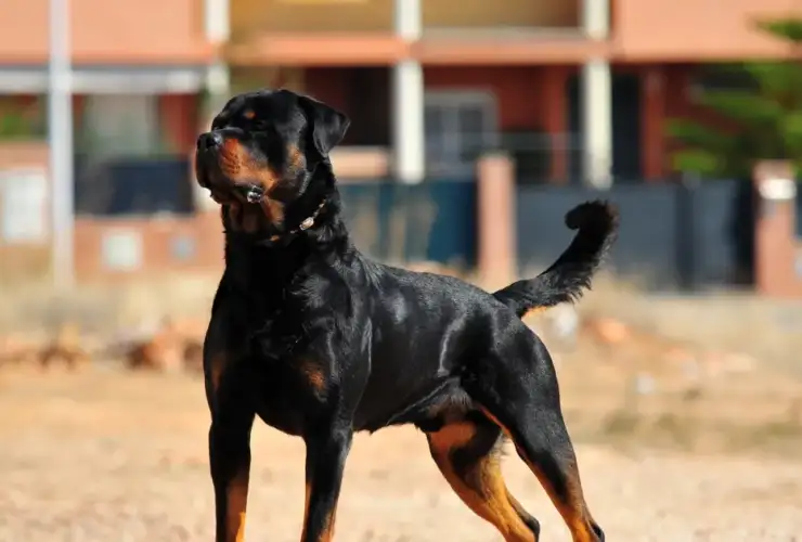 Understanding Aggression: High Drive Dog Breeds