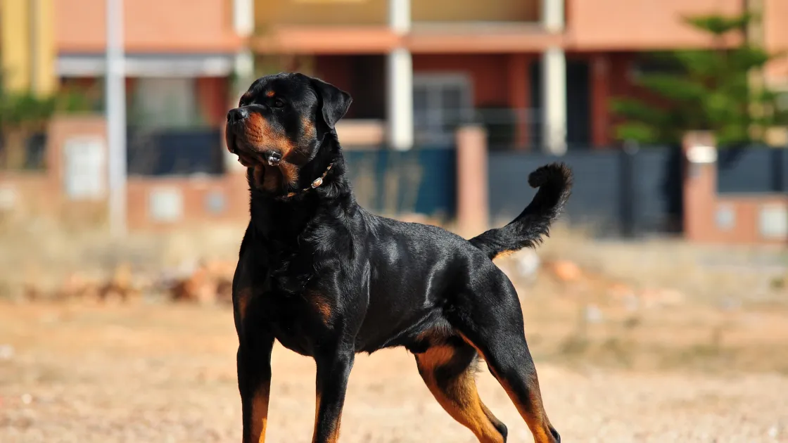 Understanding Aggression: High Drive Dog Breeds