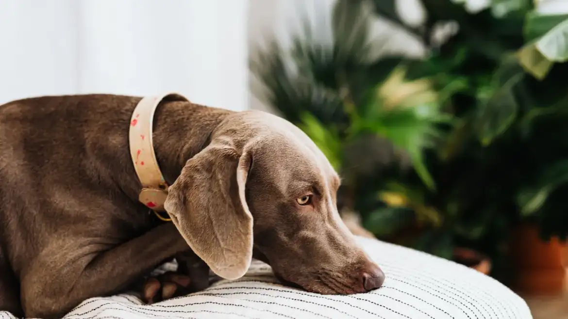 What Does Skin Cancer Look Like on a Dog?