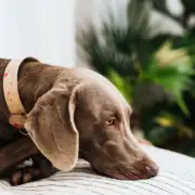 What Does Skin Cancer Look Like on a Dog?