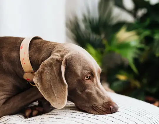 What Does Skin Cancer Look Like on a Dog?