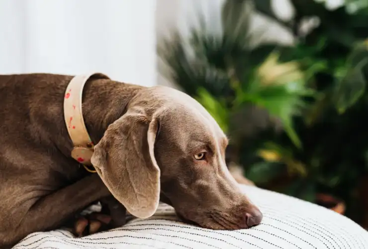 What Does Skin Cancer Look Like on a Dog?