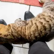 Why Cats Rub Against You, According to a Veterinarian