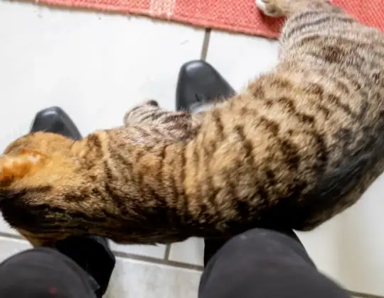 Why Cats Rub Against You, According to a Veterinarian