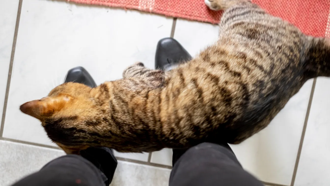 Why Cats Rub Against You, According to a Veterinarian