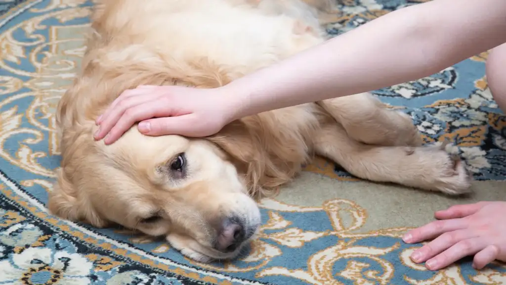 sick dog laying on the floor
