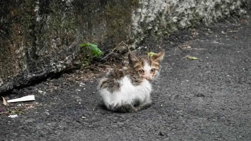 stray kitten