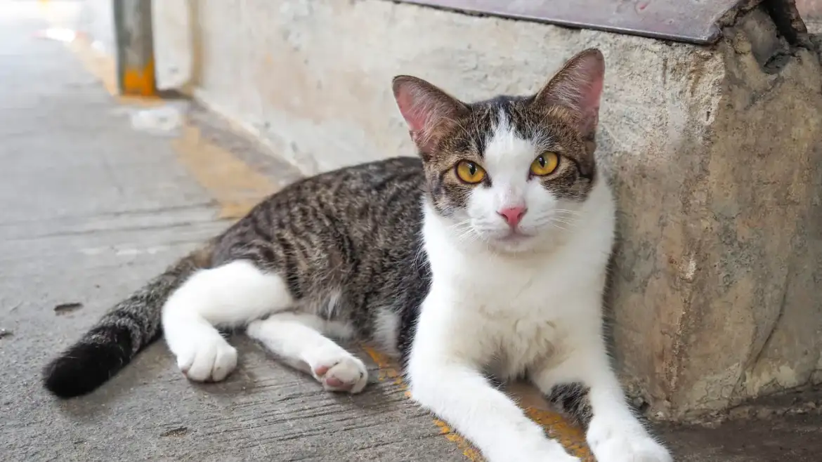 You Found A Stray Cat…Now What?