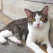 You Found A Stray Cat…Now What?