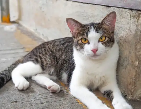 You Found A Stray Cat…Now What?