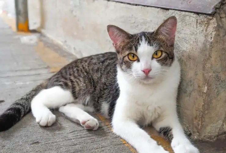 You Found A Stray Cat…Now What?