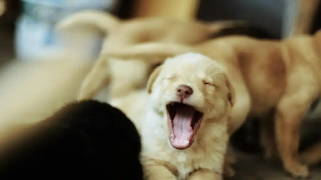 puppy yawning
