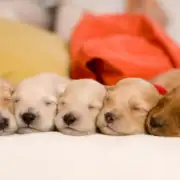 New Puppy Checklist 2026: Essential Steps For Your New Dog