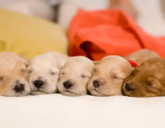 New Puppy Checklist 2026: Essential Steps For Your New Dog