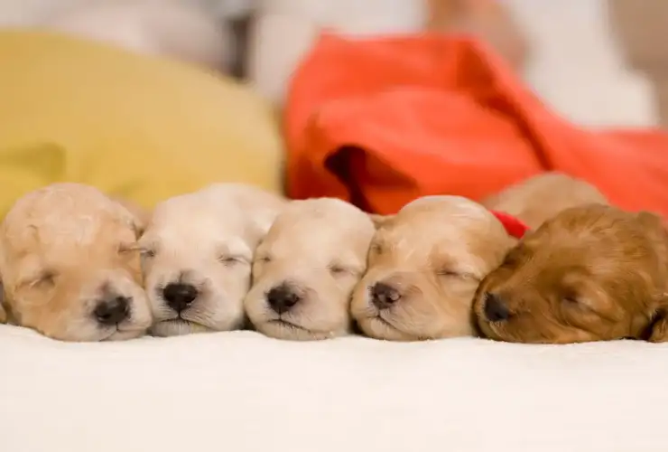 New Puppy Checklist 2026: Essential Steps For Your New Dog